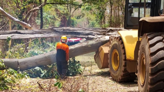 Árvore caída em via pública é retirada na estrada velha do Barreiro