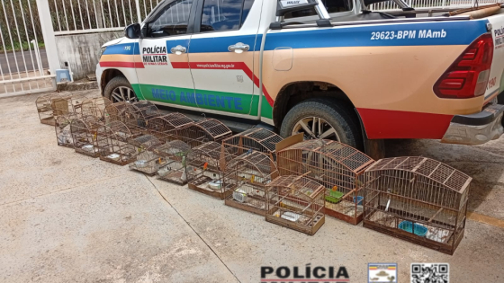 Polícia apreende 52 aves silvestres mantidas ilegalmente em cativeiro em Araxá