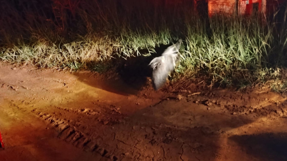 Tamanduá é capturado pelos bombeiros no bairro Jardim Europa V e devolvido à natureza em Araxá