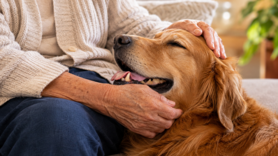 Convivência com pets está associada a menos sintomas de depressão em idosos, aponta estudo